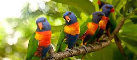 Visit - Centennial Parklands - Rainbow Lorikeet - Centennial Parklands