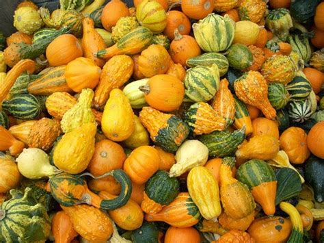 Gettysburg Homestead: Drying Gourds