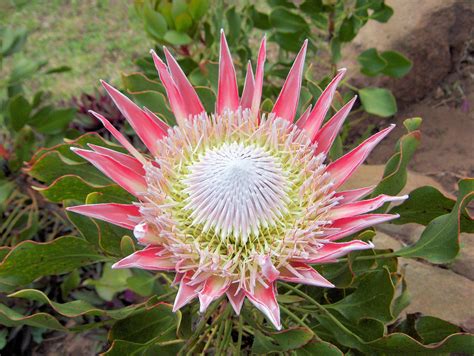 Proteas - La Motte | Protea plant, Beautiful rare flowers, Flora garden