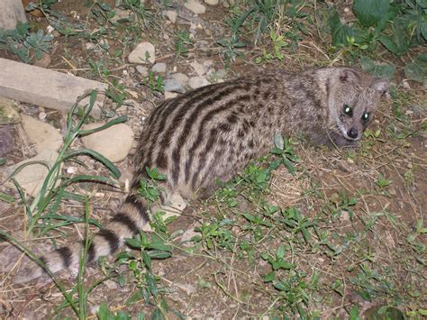 Small Indian Civet - Animal of the world Wiki