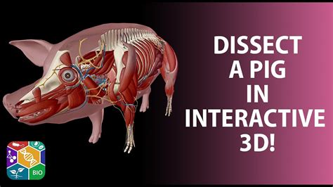 Visible Biology | 3D Dissectible Pig Model - YouTube