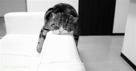 funny cats i'm bored gif | WiffleGif