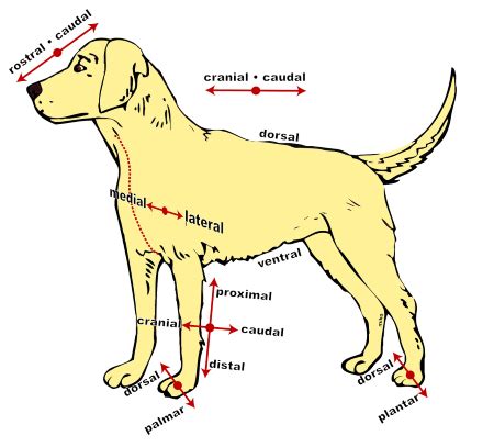 Top 170+ Animal anatomy definition - Merkantilaklubben.org