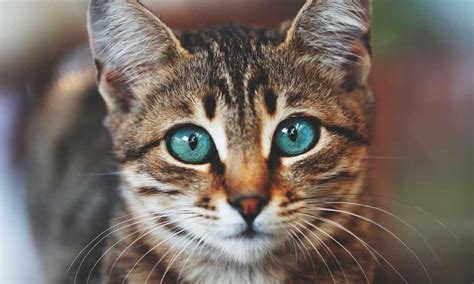 Here’s How Cat Eyes Work and How to Care for Them | BeChewy