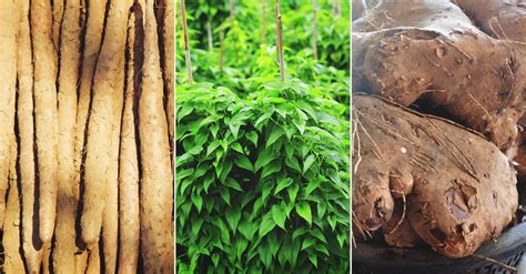 Growing Yams: Varieties, Planting Guide, Care, Problems and Harvest