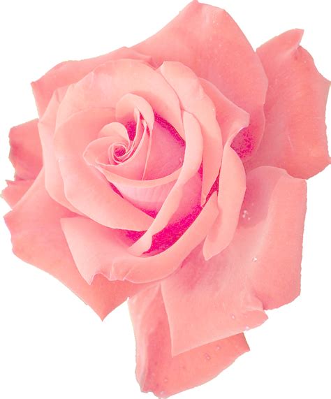 6 Pink Rose (PNG Transparent) | OnlyGFX.com