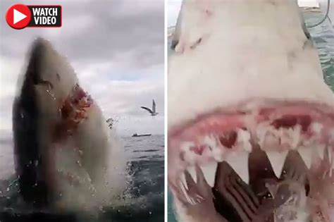 Great white shark attack: Brutal clip filmed off coast of South Africa | Daily Star