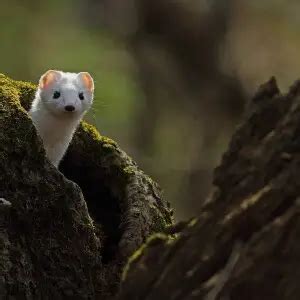 Ermine - Facts, Diet, Habitat & Pictures on Animalia.bio