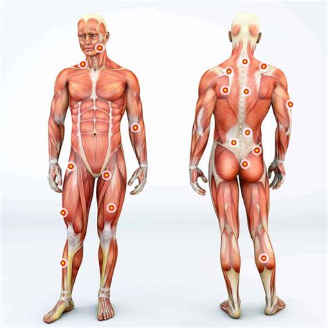 Fascia: The Mysterious Body Part that May be the Root Cause of Your Discomfort - Active Edge ...