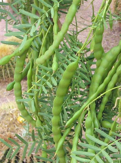 The honey mesquite beans provide high protein food