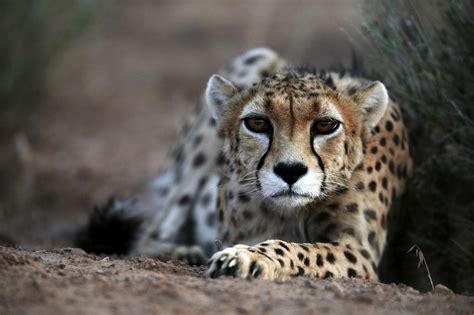 Gulf Arabs' demand for cheetahs as pets 'fuels their extinction' | The Times of Israel