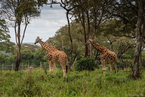 Giraffe Centre photo spot, Nairobi