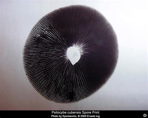 Erowid Plants Vaults : Images : psilocybe cubensis spore_print