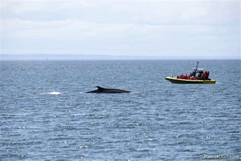 Tadoussac Whale Watching - De Canada Specialist