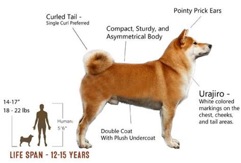 Shiba Inu Appearance | Shiba inu, Shiba, Shiba inu dog