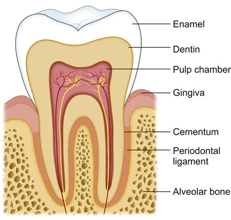 Dental Anatomy and Nomenclature for the Radiologist - Radiologic Clinics