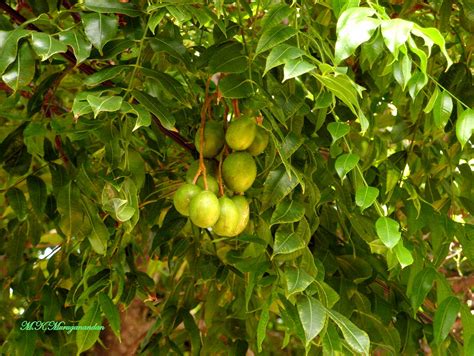 Ambarella Tree with fruit அம்பரல்லா காய். ඇඹරැල්ලා - a photo on Flickriver