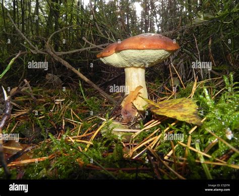 Mushrooms, Opisthokonta, Eukaryoten, fungus, edible mushrooms, forest mushrooms, bay bolete ...