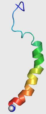 Neuropeptide Y - Wikiwand