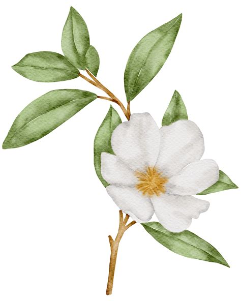 White flower watercolor 10218788 PNG