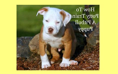 American Pit Bull Terrier Training Tips | PETSIDI