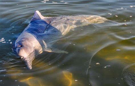 Visit the Tin Can Bay Dolphins to Create Awesome Childhood Memories!