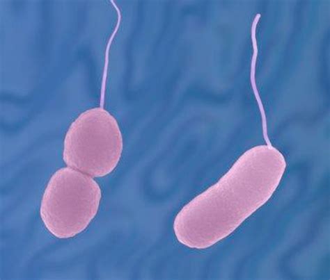 Vibrio Parahaemolyticus - Information and Epidemiology Services