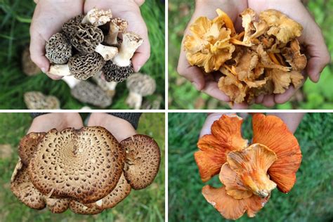 13+ Edible Wild Mushrooms for Beginners