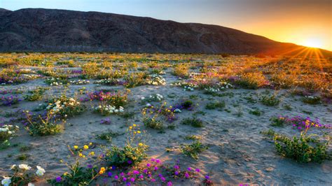 Things to Do in Borrego Springs