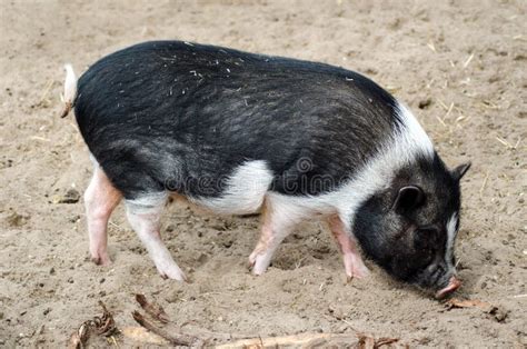 Pot belly pig stock image. Image of small, snout, hunting - 24616303