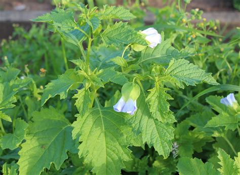 Florez Nursery: Shoo-fly plant: Nicandra physalodes