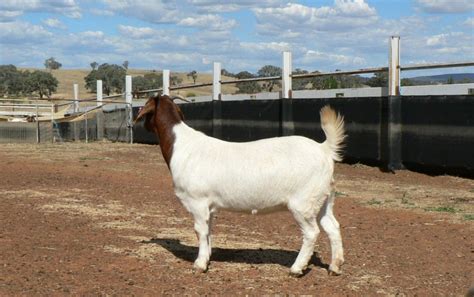 Australian Boer Goat – Cluny Livestock Exports Pty Ltd