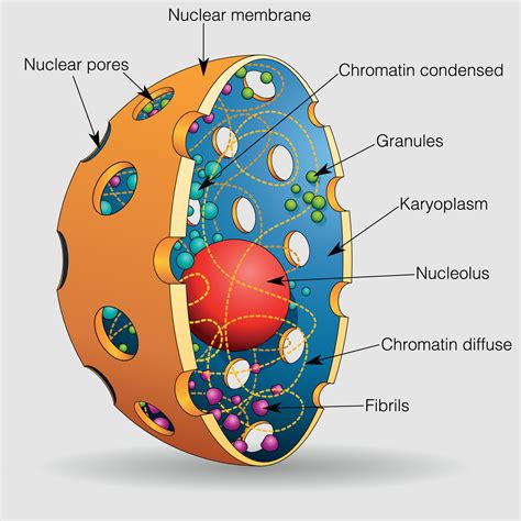 Structure Human Cell Nucleus Infographics Vector Stoc - vrogue.co