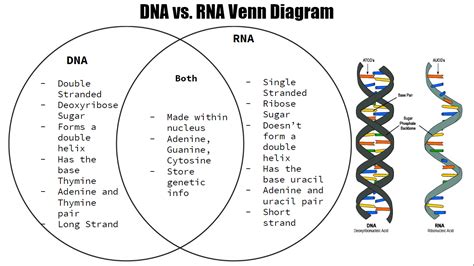 Dna Replication Vs Transcription Venn Diagram