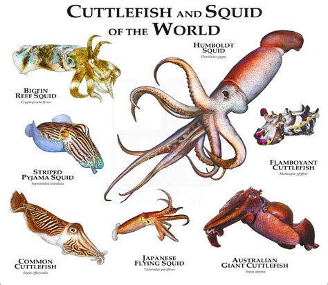 Cuttlefish and Squid of the World Poster Print - inkart