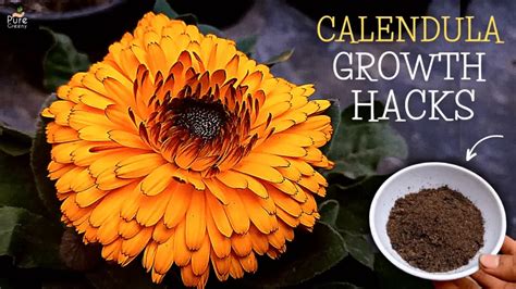 Calendula Plant - Uses, Facts And Summary - Puregreeny