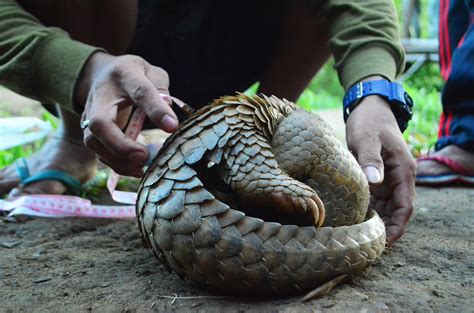 Conserving pangolins in Palawan