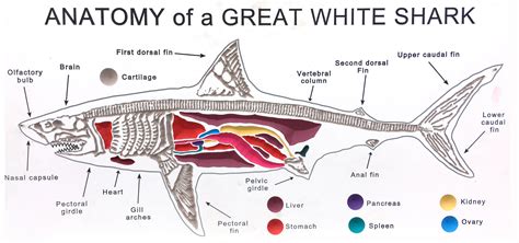 Shark Internal Anatomy Part 1 - vrogue.co