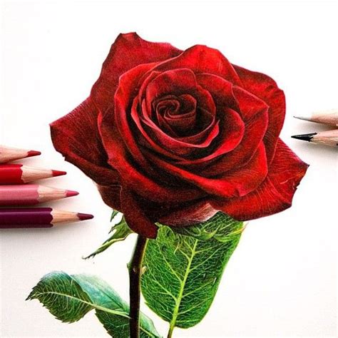 Rose art by @danstirling | Realistic rose drawing, Realistic flower ...