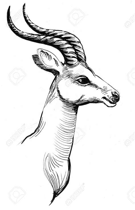 head of an African antelope. Ink black and white drawing , #ad, #antelope, #African, #hea ...