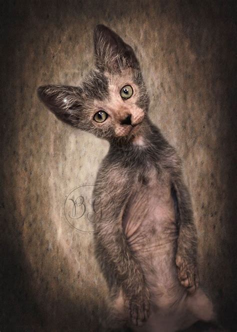 Lykoi Cats | THE WEREWOLF CAT | Haft Cat Haft Wolf