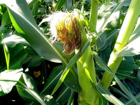 Free picture: green, corn, stalk