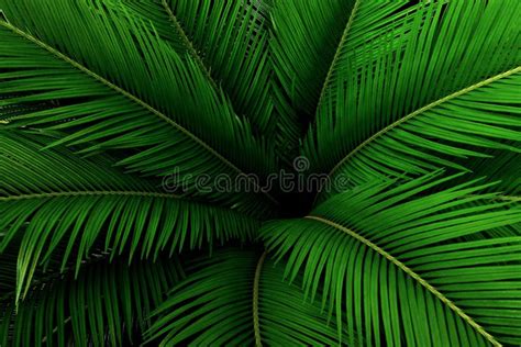 Palm Leaves Green Pattern, Abstract Tropical Background. Stock Image - Image of foliage, garden ...