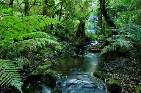 A stream running through a tropical rainforest in Brazil - Luis Veiga ...