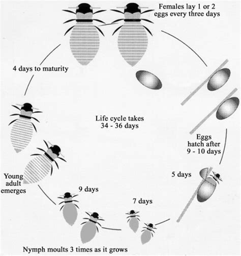 Honey Bee Life Cycle Diagram