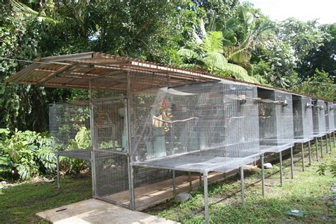 Things to Consider When Building an Outdoor Bird Aviary