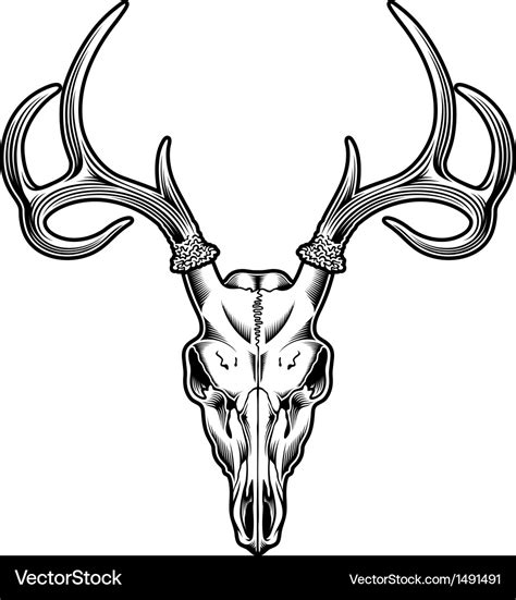 Deer skull Royalty Free Vector Image - VectorStock