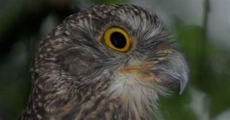 Powerful Owl beak by Deane Lewis