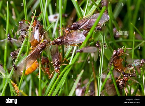 queen ants with wings Stock Photo - Alamy