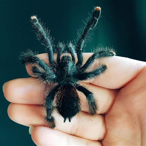 This guy is an Avicularia Avicularia other wise known as a pink toe tarantula. They are an ...